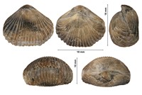 Cyclotiris depressa